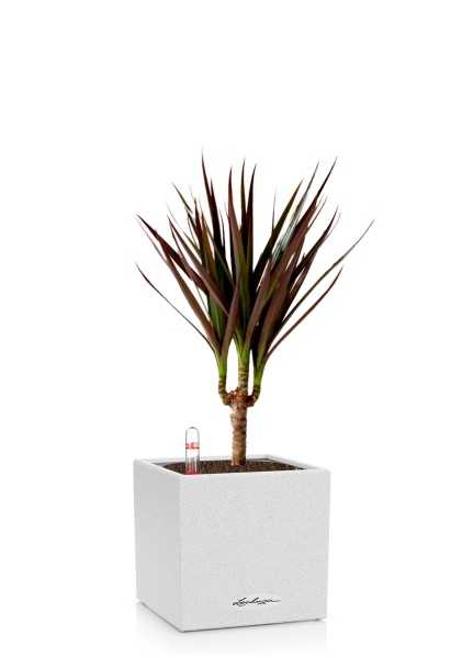 Драцена Маргината Маджента 1 ствол 12/40 см в CANTO STONE 14