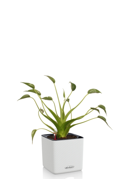 Алоказия Тину Дансер 12 см в CUBE Color 14