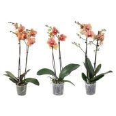 Фаленопсис 2 ствола Orange 14+ (vg) d12 см h55 см Фаленопсис 2 ствола Orange 14+ (vg) d12 см h55 см