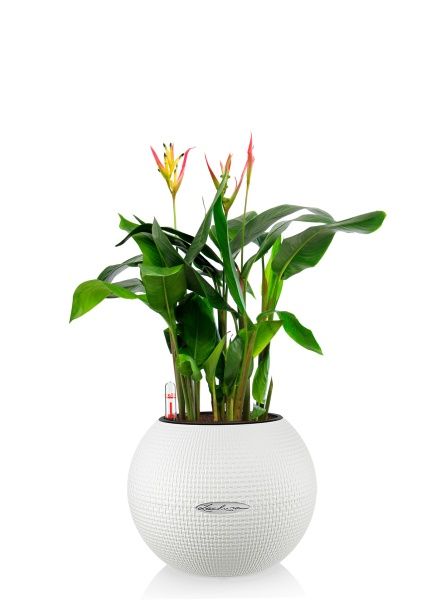 Геликония в PURO 20