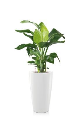 Стрелиция Николай 27/140 см в RONDO 40, белый блестящий 