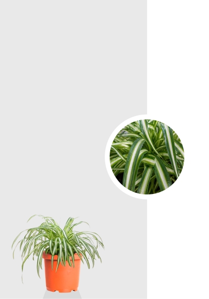 Хлорофитум Атлантик 12/25 см