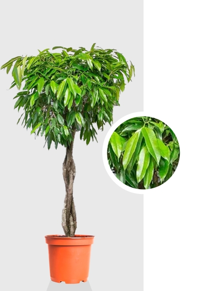 Фикус Амстел Кинг переплетенный 35/160 см Фикус Амстел Кинг переплетенный 35/160 см
