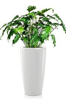 Филодендрон Ксанаду RONDO 32/110 см, белый блестящий Филодендрон Ксанаду RONDO 32/110 см, белый блестящий