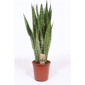 Сансевиерия Зейланика d21 см h80 см