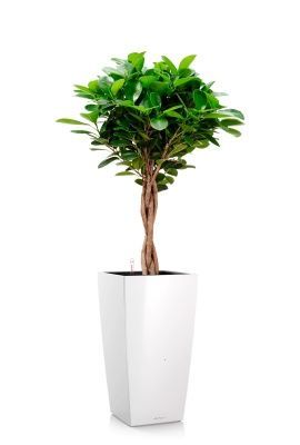 Фикус Моклейм 21/90 см в CUBICO 30, белый блестящий Фикус Моклейм 21/90 см в CUBICO 30, белый блестящий