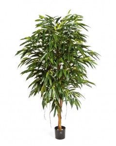 Лонгифолия Роял