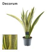 Сансевиерия Aubrytniana Lauren (decorum) d14 см h55 см