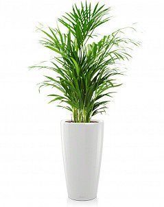 Хризалидокарпус в RONDO 32