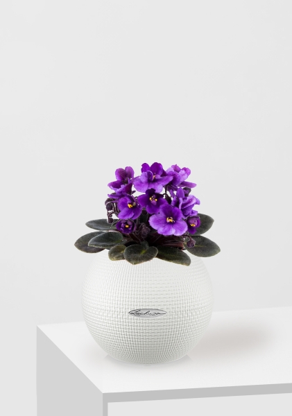 Фиалка микс 12/25 см в PURO 20