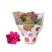 Каланхоэ Rosalina Don Victorio d15 см h27.5 см Каланхоэ Rosalina Don Victorio d15 см h27.5 см