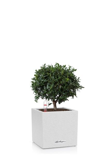 Мирт в CANTO STONE 14 Мирт в CANTO STONE 14