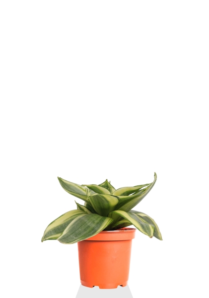 Сансевиерия Голден Ханни 6/15 см