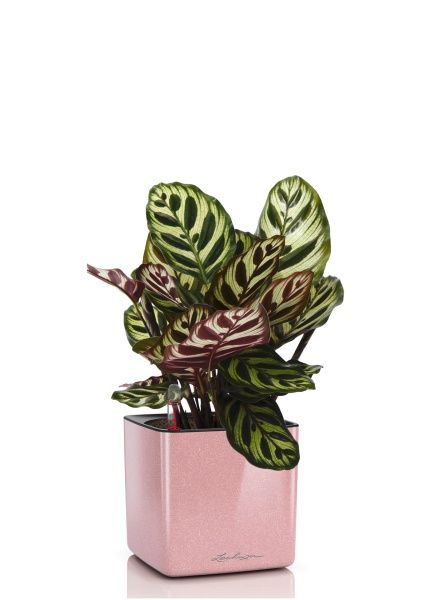 Калатея Макояна в CUBE GLOSSY KISS 14 Калатея Макояна в CUBE GLOSSY KISS 14