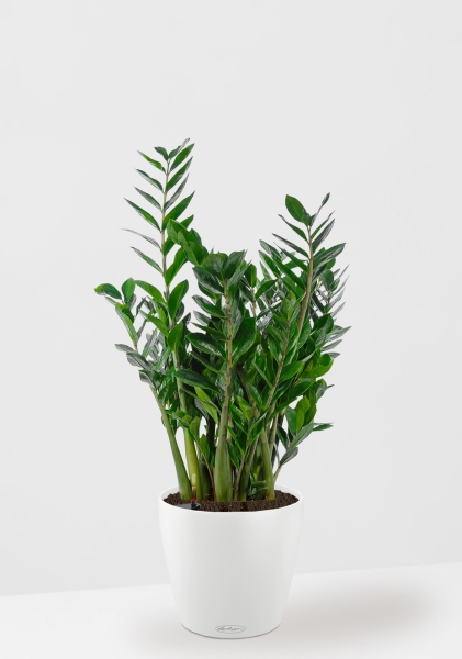 Замиокулькас 21/90 в CLASSICO COLOR 28 Замиокулькас 21/90 в CLASSICO COLOR 28