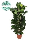 Фикус Лирата 2 ствола d27 см h140 см тип 1 Фикус Лирата 2 ствола d27 см h140 см тип 1