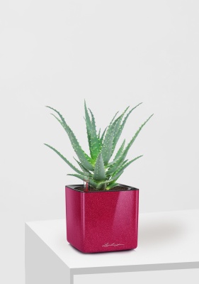 Алоэ 12/30 см в CUBE GLOSSY KISS 14, вишнево-розовый блестящий