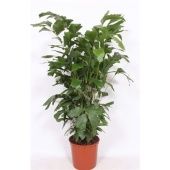 Кариота Митис d34 см h180 см Кариота Митис d34 см h180 см