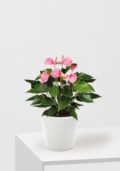 Антуриум Андрианум розовый 17/60 см в CLASSICO LS 21 Антуриум Андрианум розовый 17/60 см в CLASSICO LS 21