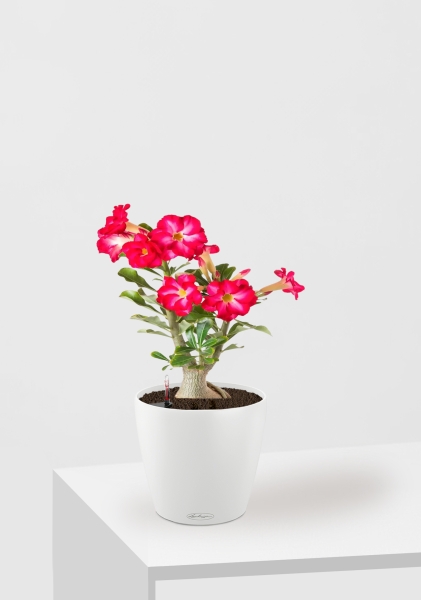 Адениум Пинк Стар 13/25 см в CLASSICO COLOR 18