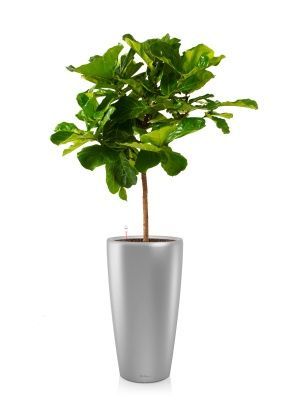 Фикус Лирата на стволе 24/120 см в RONDO 32, серебристый металлик Фикус Лирата на стволе 24/120 см в RONDO 32, серебристый металлик