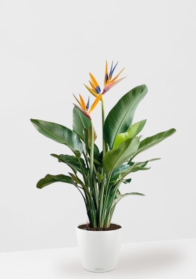 Стрелиция Регина 26/150 см в CLASSICO COLOR 28