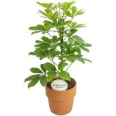 Шеффлера Нора In Terracotta d15 см h45 см