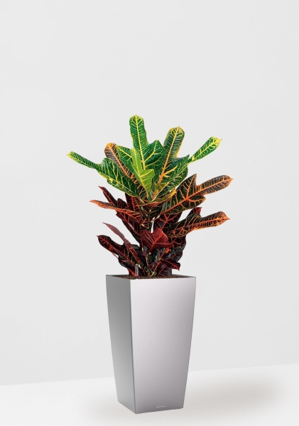 Кротон (Кодиеум) Экселент 17/50 см в CUBICO 22 Кротон (Кодиеум) Экселент 17/50 см в CUBICO 22