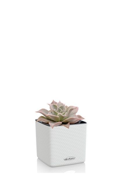 Эхеверия Мадиба 12/16 см в CUBE COLOR 14