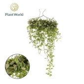 Дисхидия Вайт Даймонд h30 см Дисхидия Вайт Даймонд h30 см