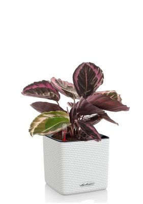 Калатея Розеопикта 15/40 см в CUBE COLOR 16, белый Калатея Розеопикта 15/40 см в CUBE COLOR 16, белый