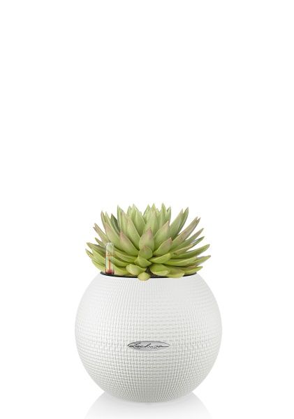 Эхеверия Цветной микс в PURO 20