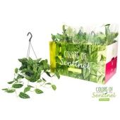 Сциндапсус Пиктус Argyraeus hang d15 см h40 см