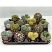 Кактусы микс d8.5 см h9 см