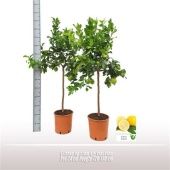 Цитрус Лимон на стволе d24 см h120 см