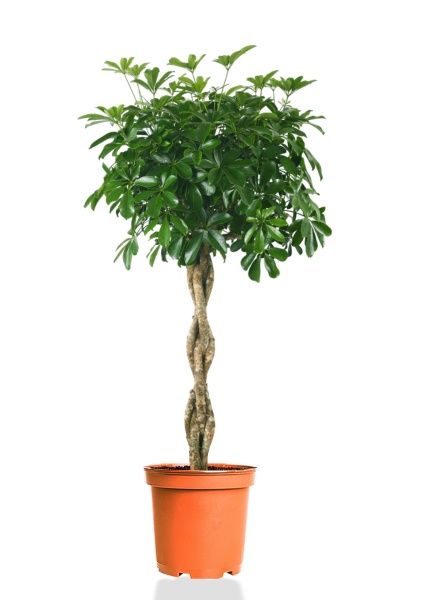 Шеффлера Компакта переплетенная 27/120 см