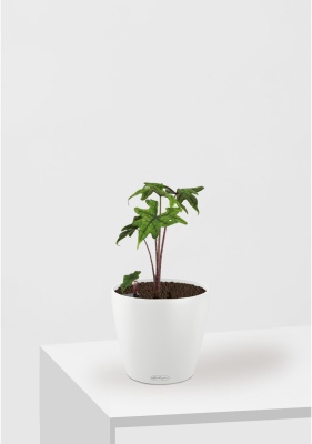 Алоказия Жаклин 12 см в CLASSICO COLOR 18 Алоказия Жаклин 12 см в CLASSICO COLOR 18