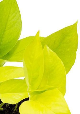 Сциндапсус Голден Потос 12/20 см Сциндапсус Голден Потос 12/20 см