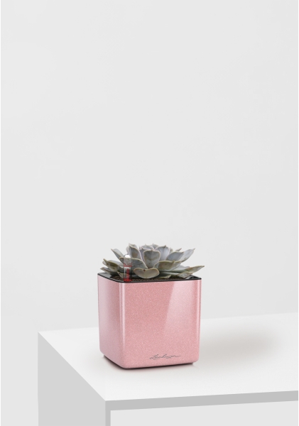Эхеверия Лилацина 12/20 см в CUBE GLOSSY KISS 14