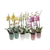 Фаленопсис 2 ствола Hugo Hotel Mix 14++ Tiny 2st Dolls (vg) d12 см h55 см Фаленопсис 2 ствола Hugo Hotel Mix 14++ Tiny 2st Dolls (vg) d12 см h55 см