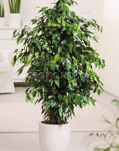 Фикус Бенджамина Даниэль 21/90 см