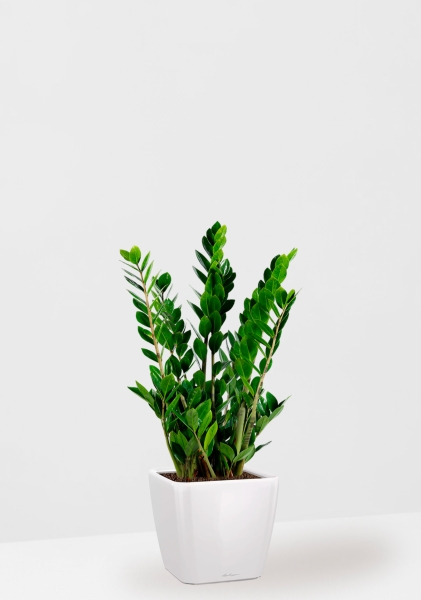 Замиокулькас 17/70 см в QUADRO LS 21