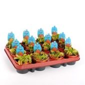 Венерина мухоловка Дионея d8.5 см h10 см тип 2