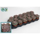 Эхеверия Deremensis d8.5 см h15 см Эхеверия Deremensis d8.5 см h15 см