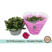 Каланхоэ Rosalina Purple d23 см h27.5 см Каланхоэ Rosalina Purple d23 см h27.5 см