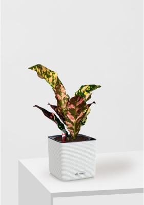 Кодиеум 8/20 см в CUBE COLOR 14 Кодиеум 8/20 см в CUBE COLOR 14