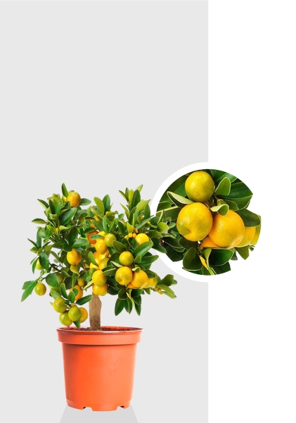 Цитрус Каламондин 15/40 см