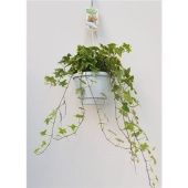 Хедера хеликс Varigated Hangpot d17 см h40 см