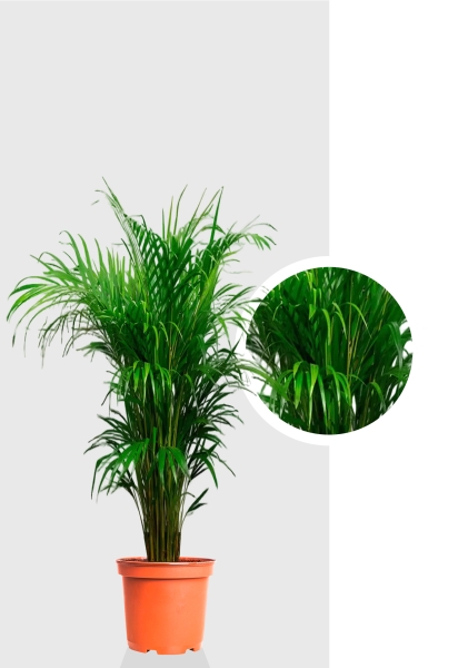 Хризалидокарпус 17/100 см Хризалидокарпус 17/100 см