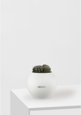 Кактус микс 10 см в PURO 20 Кактус микс 10 см в PURO 20